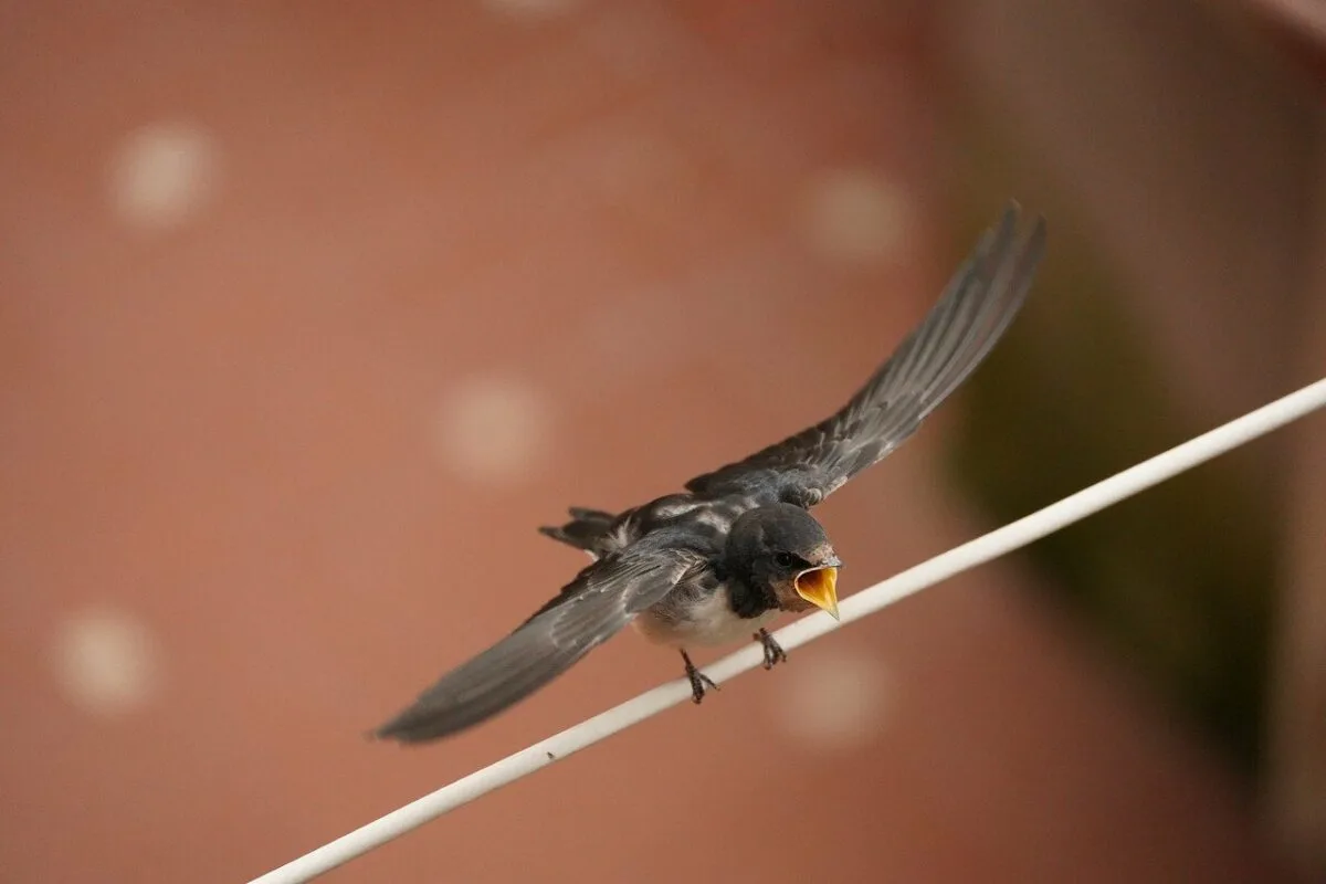 swallow evades peregrine falcon