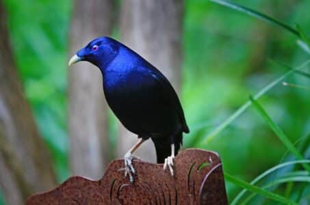 15 Birds That Build the Most Mind Blowing Nests