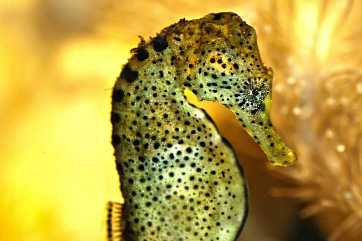 sea horse best camouflage