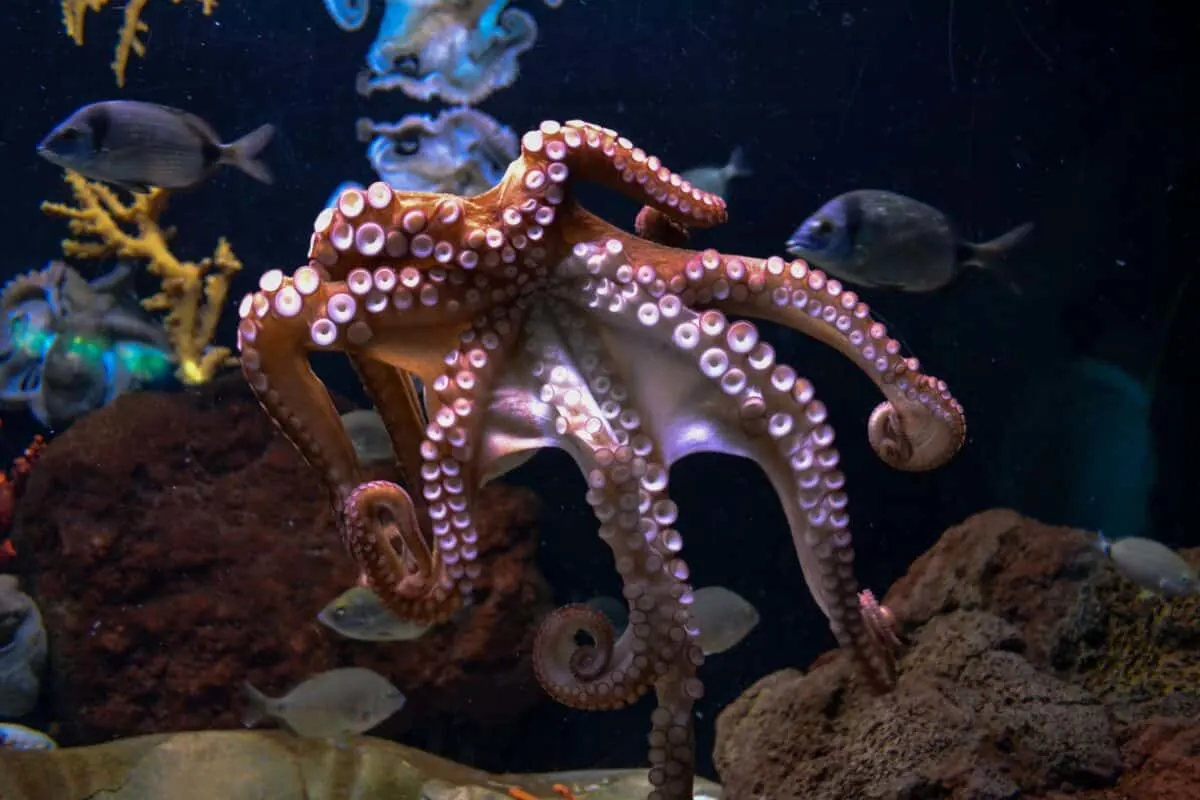 Footage Reveals Octopus Awakening from a Nightmare