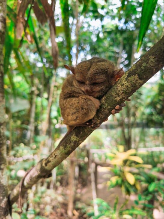 Creatures From Earth That Inspired Star Wars Aliens