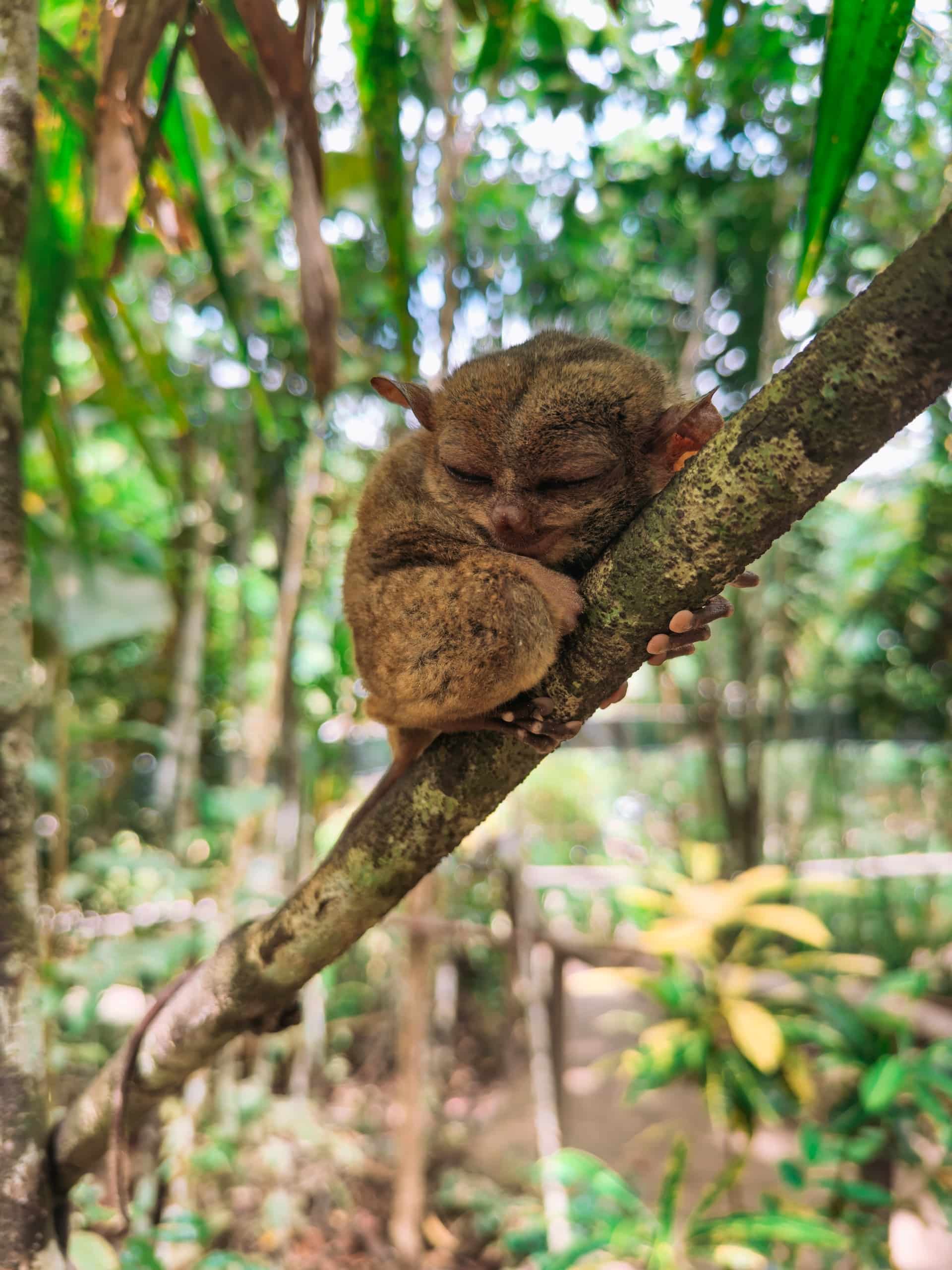 tarsier second smallest species of primate