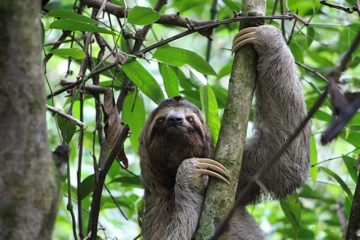 sloth symbiotic animal relationship