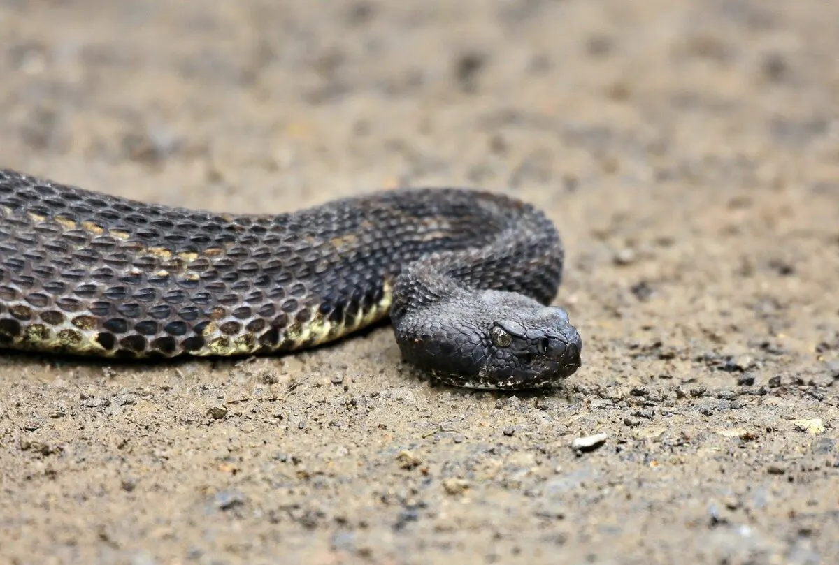 timber rattlesnake