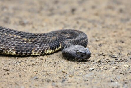 Discover Pennsylvania&rsquo;s Hidden Threat: The Timber Rattlesnake