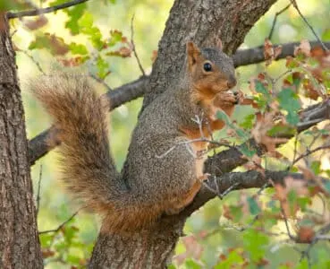 The Intruder: Squirrel Defends Its Cache From A Weasel 