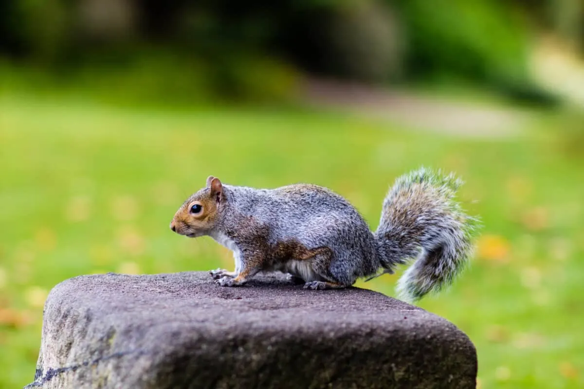 Squirrel