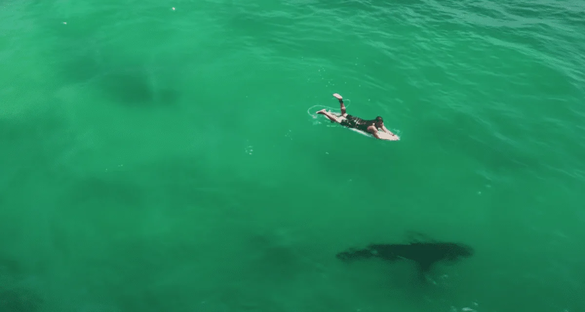 surfer and shark