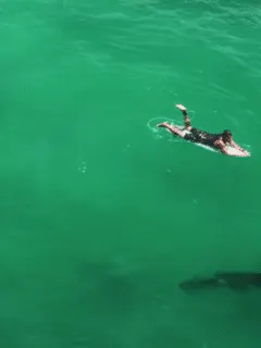 surfer and shark