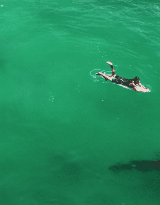 A Great White Shark Next To A Surfer In California