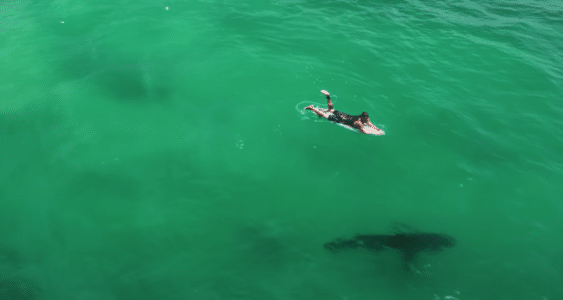 Watch A Great White Shark Next To A Surfer In California