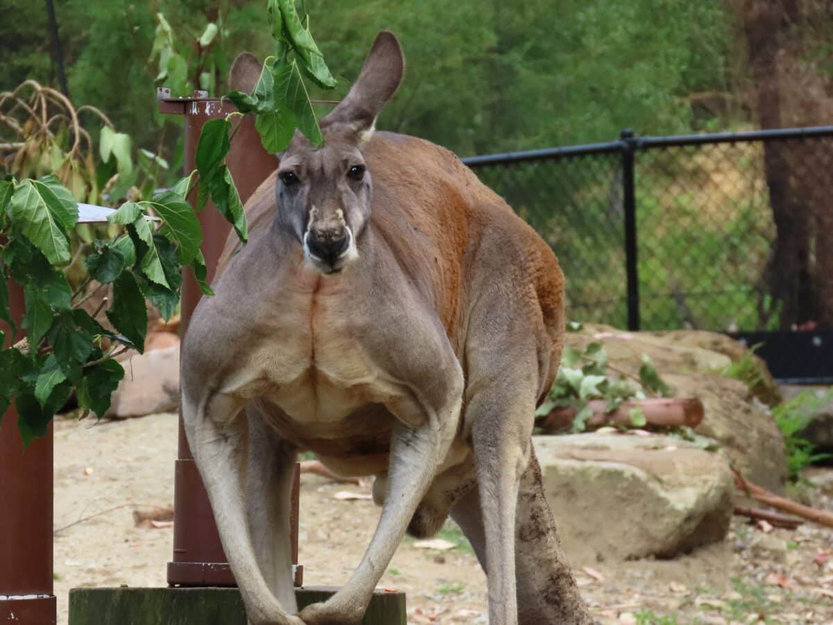 red kangaroo muscles