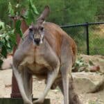 Meet the Biggest Kangaroo Ever Recorded 