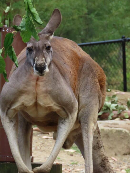 Watch: The Biggest Kangaroo Ever Recorded 