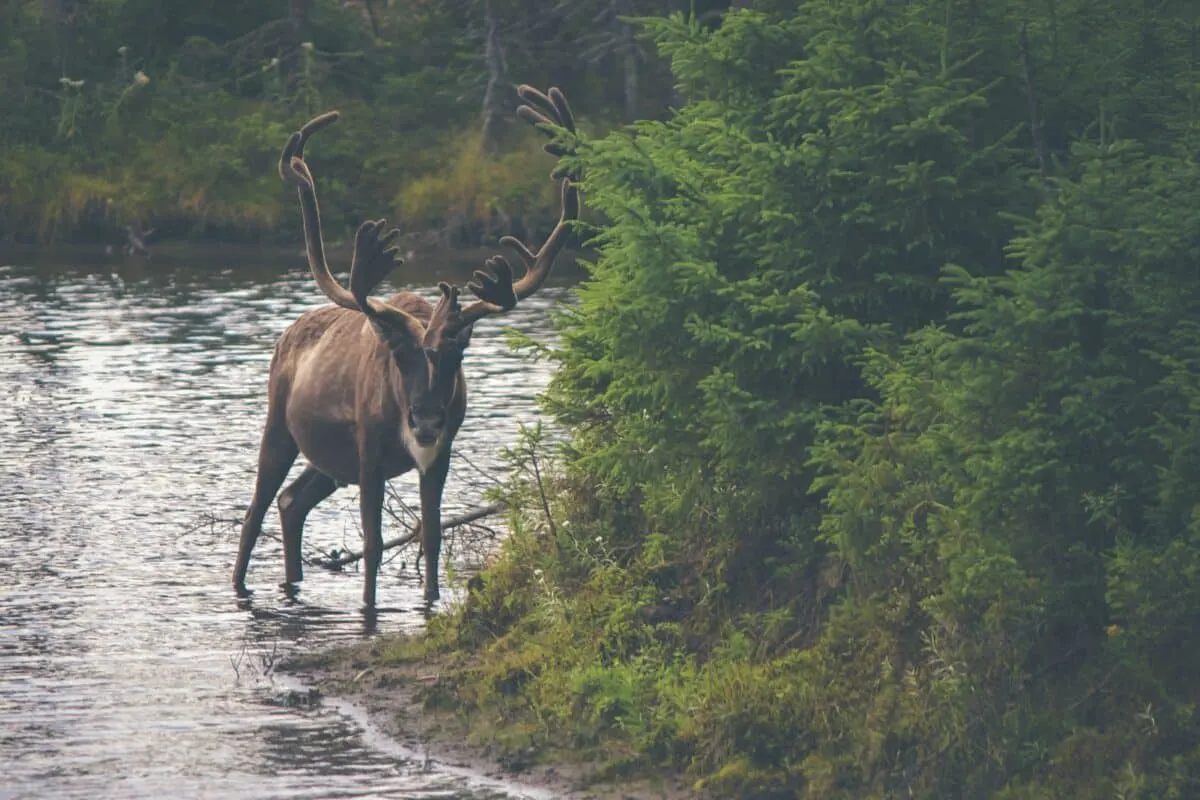 caribou