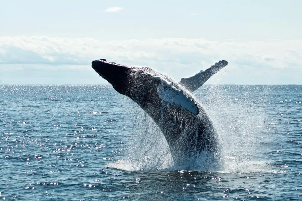 A Heartwarming Encounter with a Friendly Whale