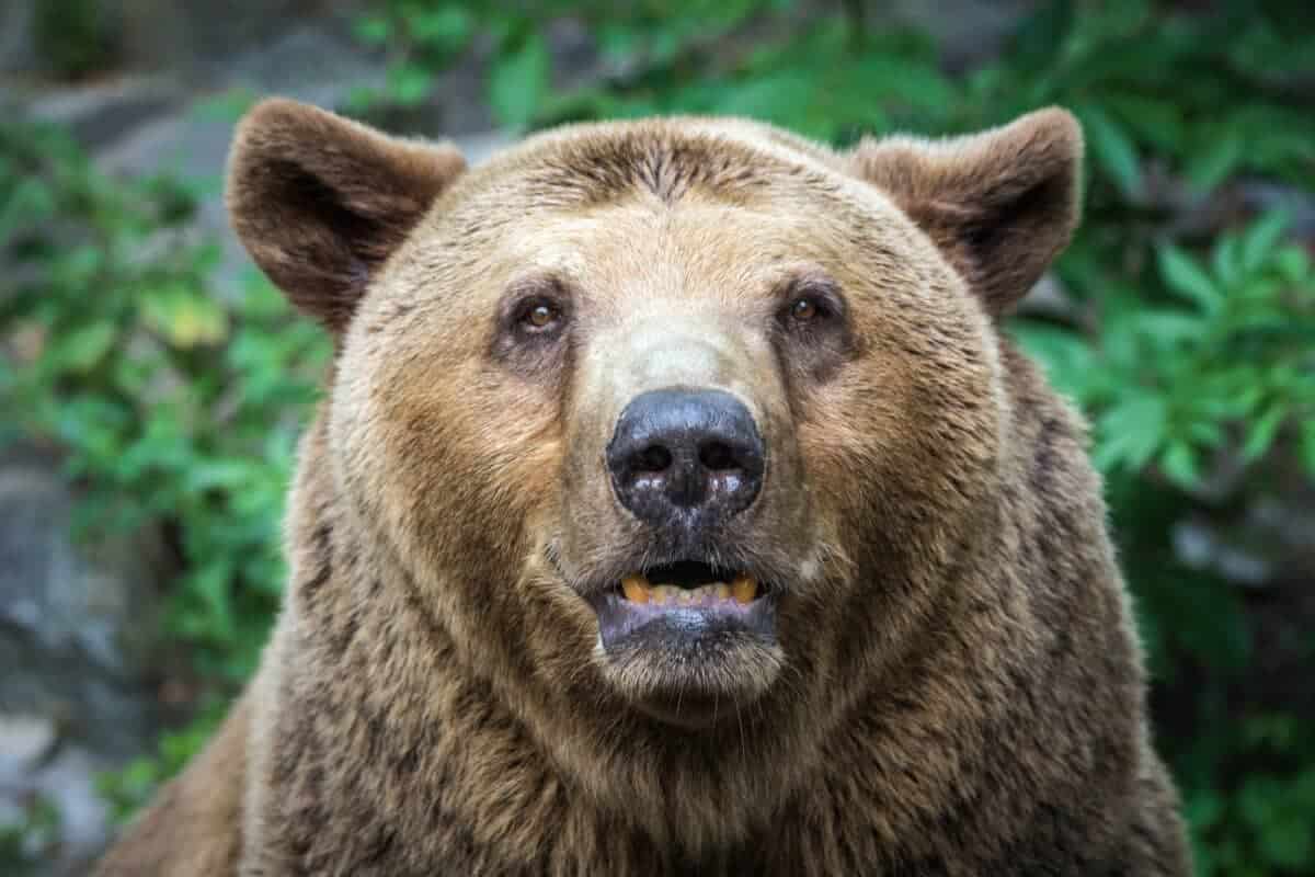 Bear's front view.
