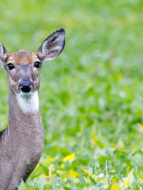 Mysterious Rebound of the White-Tailed Deer Population