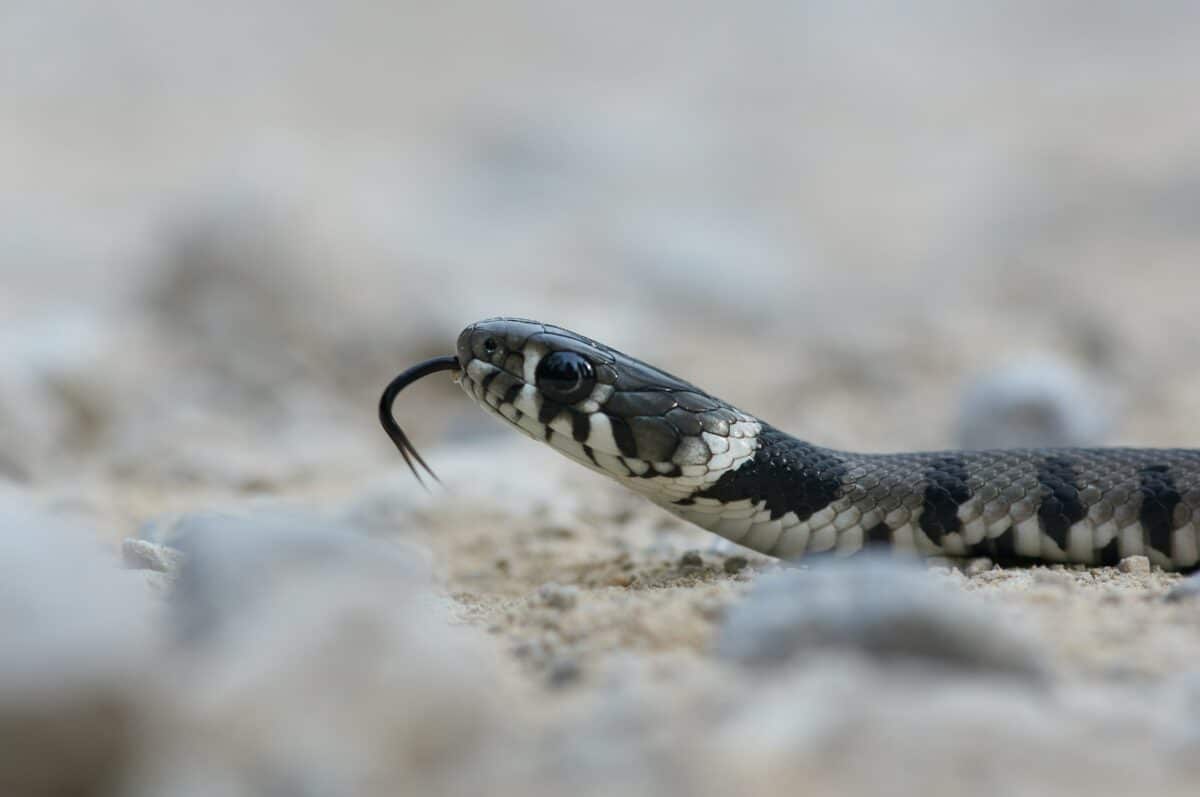 king snakes vs. Mojave snakes