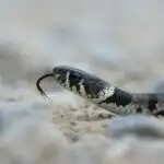 King Snake VS. Mojave Snake