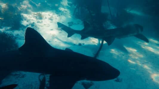 Sharks Biggest Threat Revealed