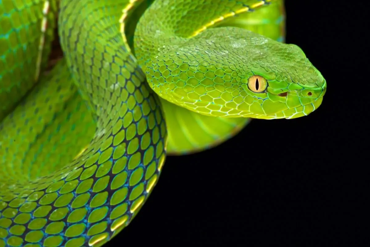 Discover Green Tree Viper Bite - Animals Around The Globe