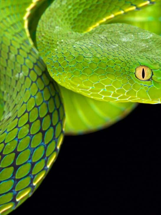 New Grass-Green Pitviper Species Discovered in China’s Iconic Giant Panda National Park