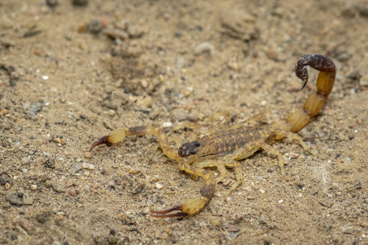 deathstalker scorpion