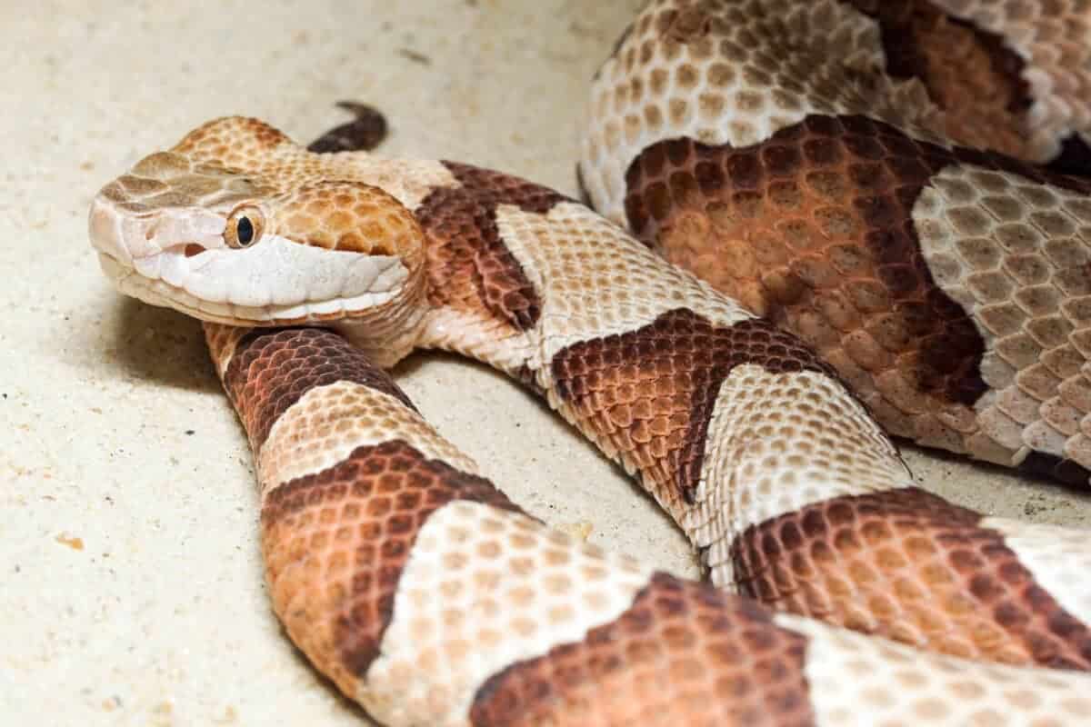 Copperhead Snake Bite