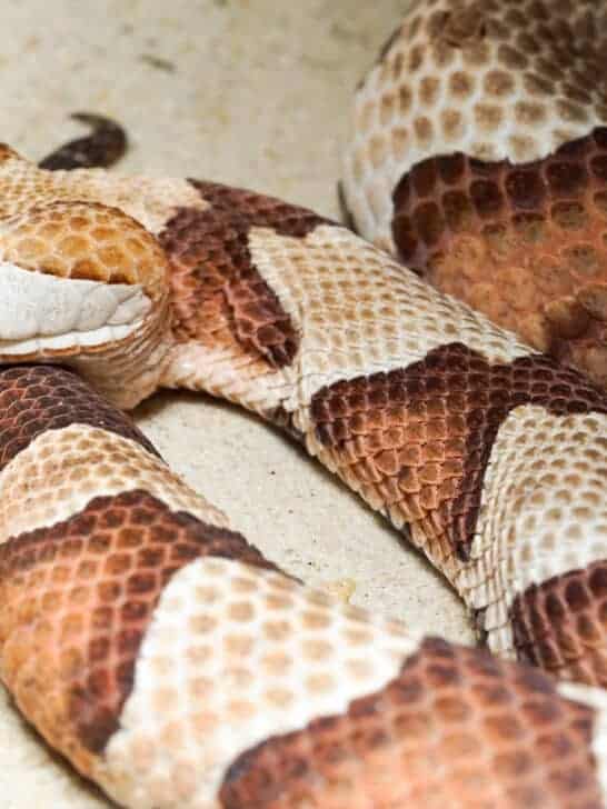 Venomous Vs Non-Venomous Snakes In The US
