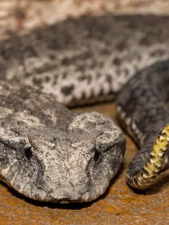 Largest Death Adder Ever Recorded