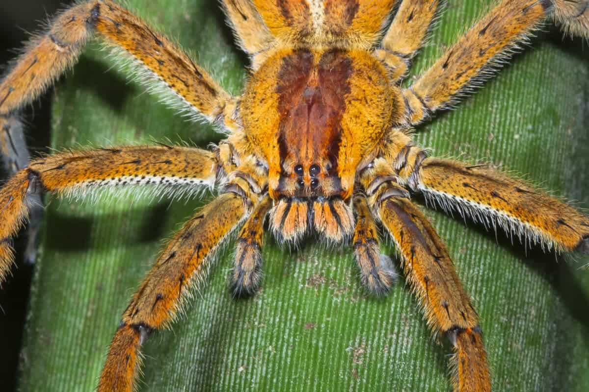 Brazilian wandering spider