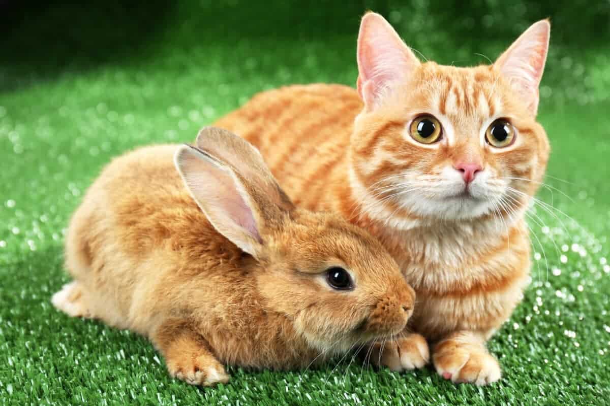 cat and rabbit
