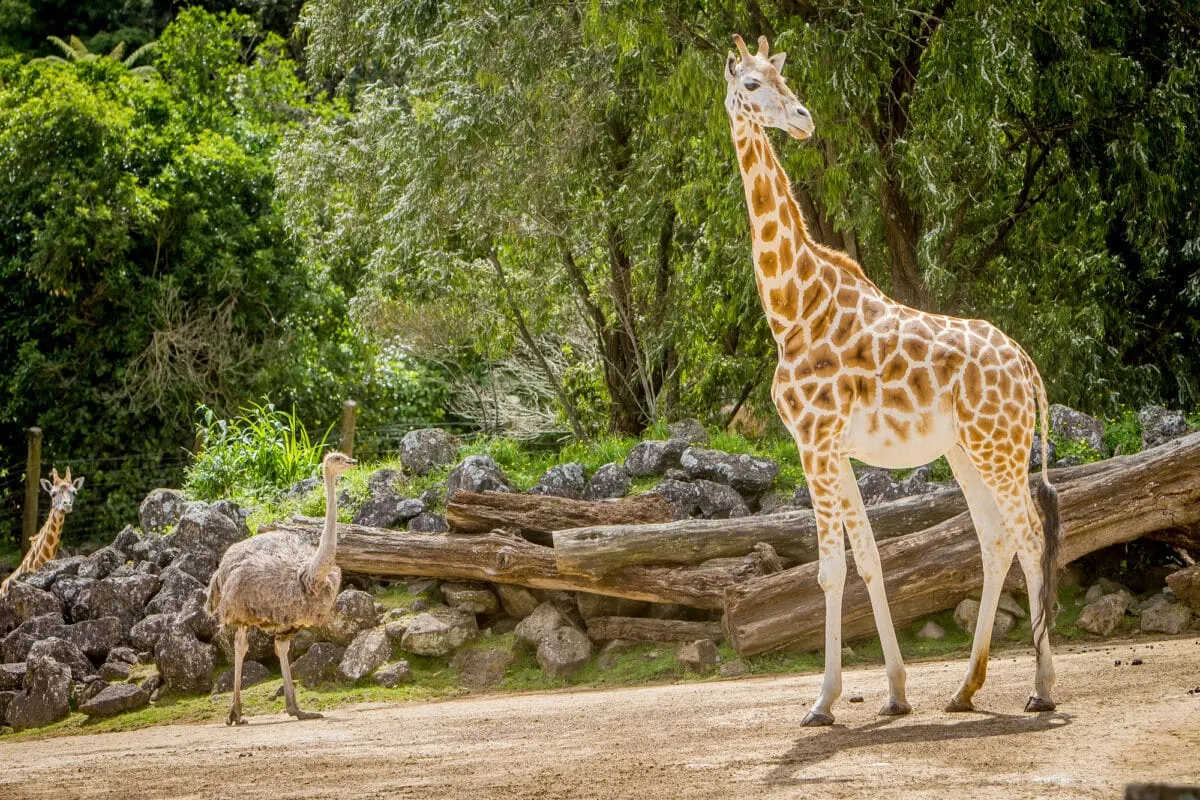 giraffe and ostrich 