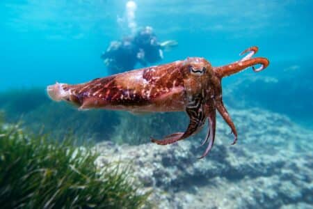 Witness The Most Extreme Animal Survival Adaptations
