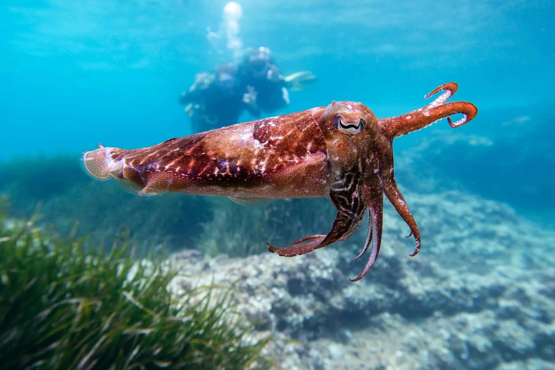 Головоногие моллюски каракатица. Морской монах каракатица. Каракатица красное море. Каракатица индийского океана.