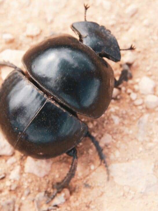 Discover The Heaviest Dung Beetle Ever Recorded