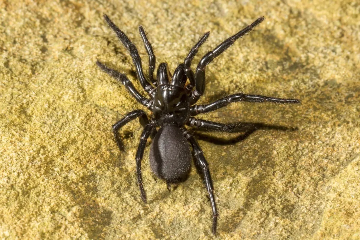 Sydney Funnel-Web Spider Bite