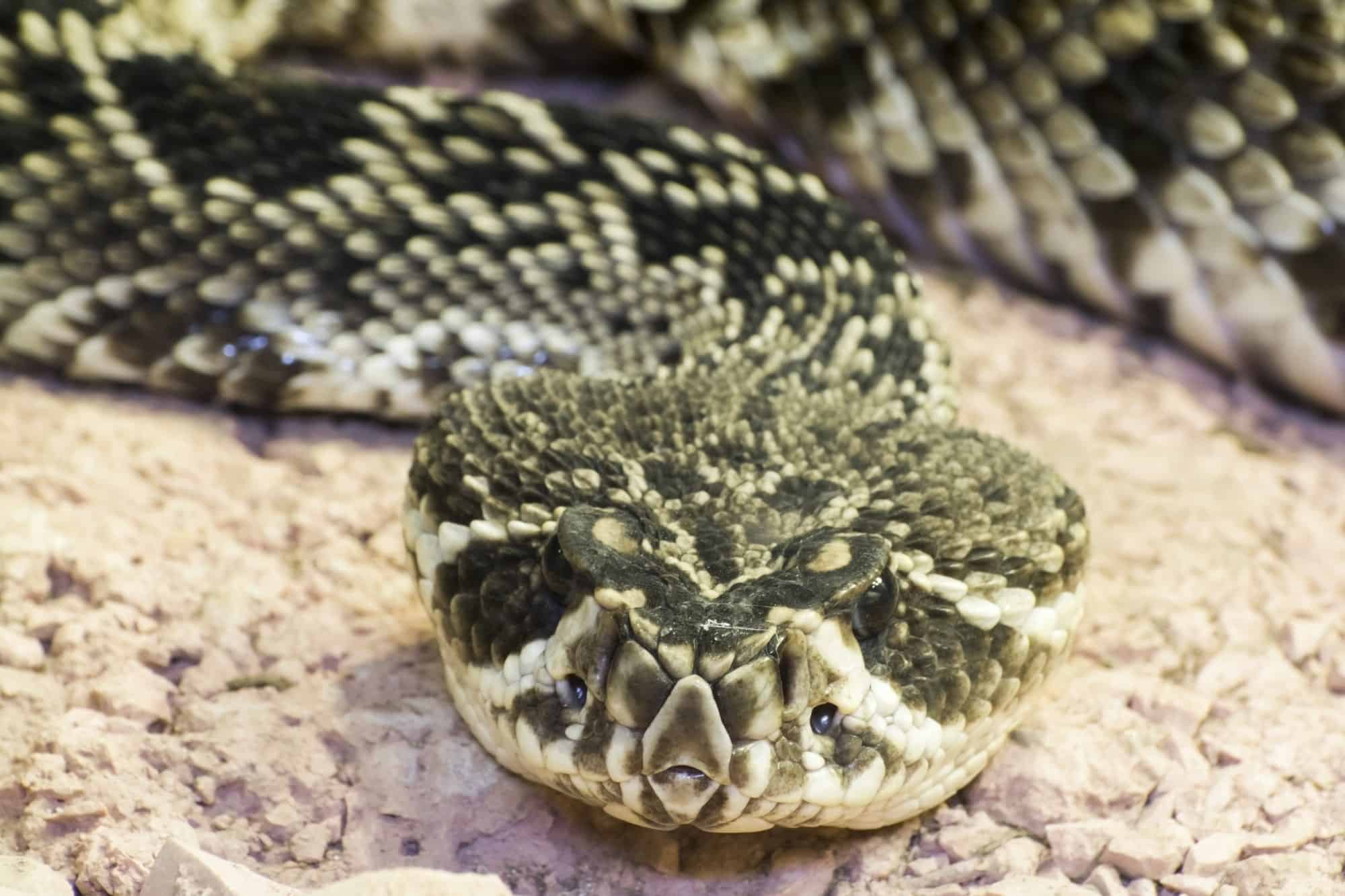 Eastern Diamondback Rattlesnake