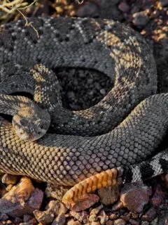 western diamondback rattlesnake bite