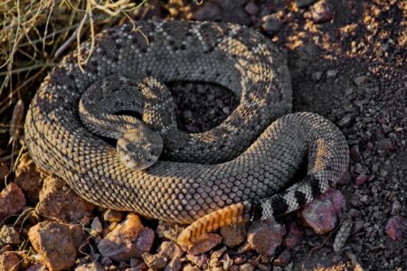 Discover Western Diamondback Rattlesnake Bite