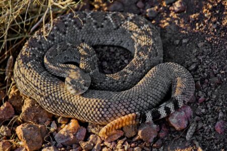 Discover: Western Diamondback Rattlesnake Bite