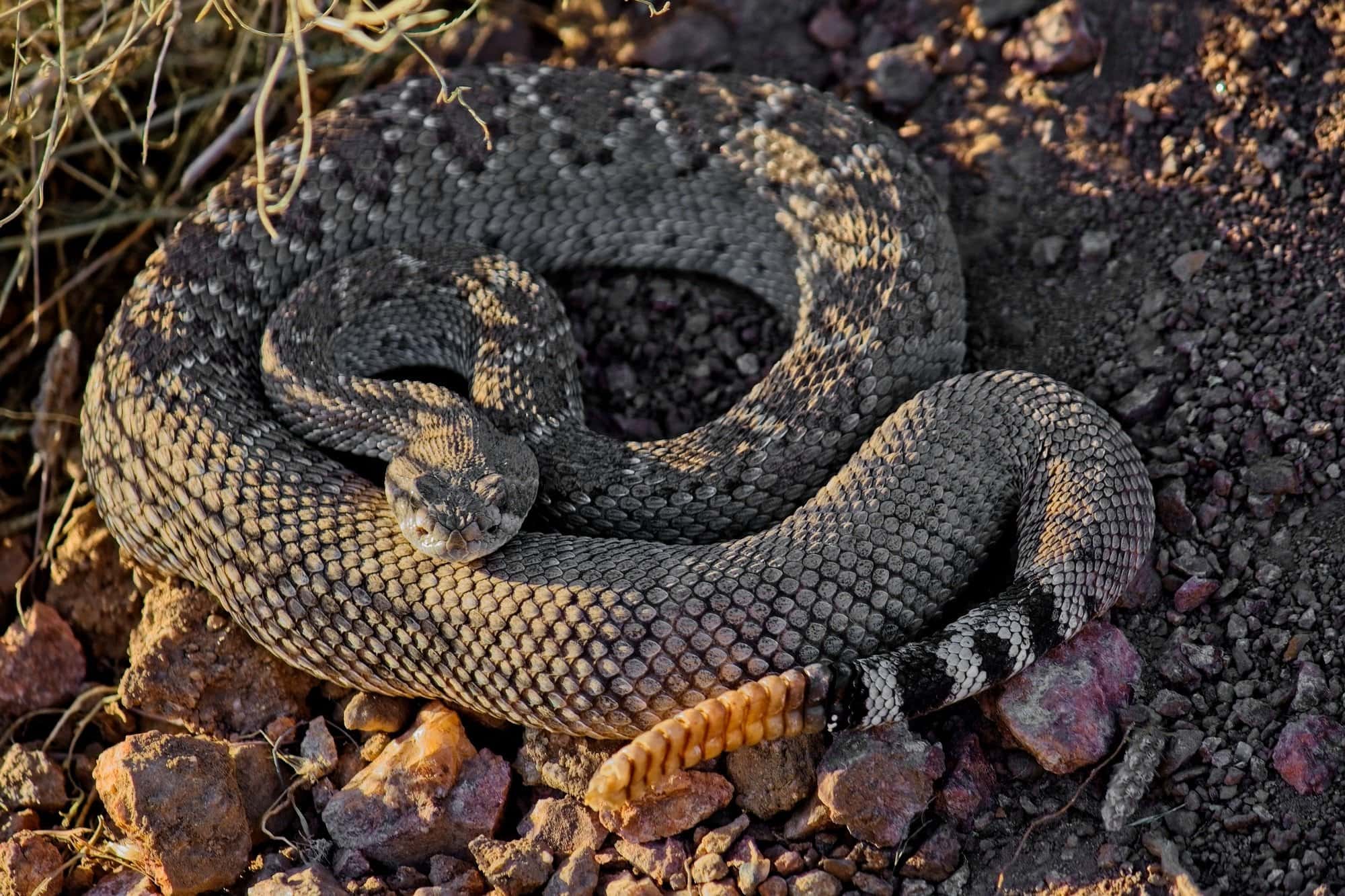 western diamondback rattlesnake bite