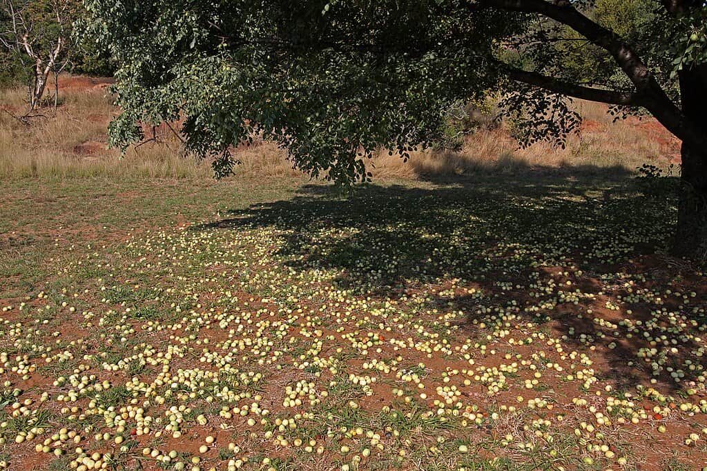 Murala Fruit ripening on the ground.