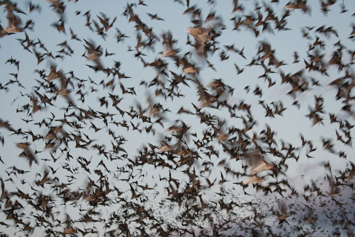 bat colony