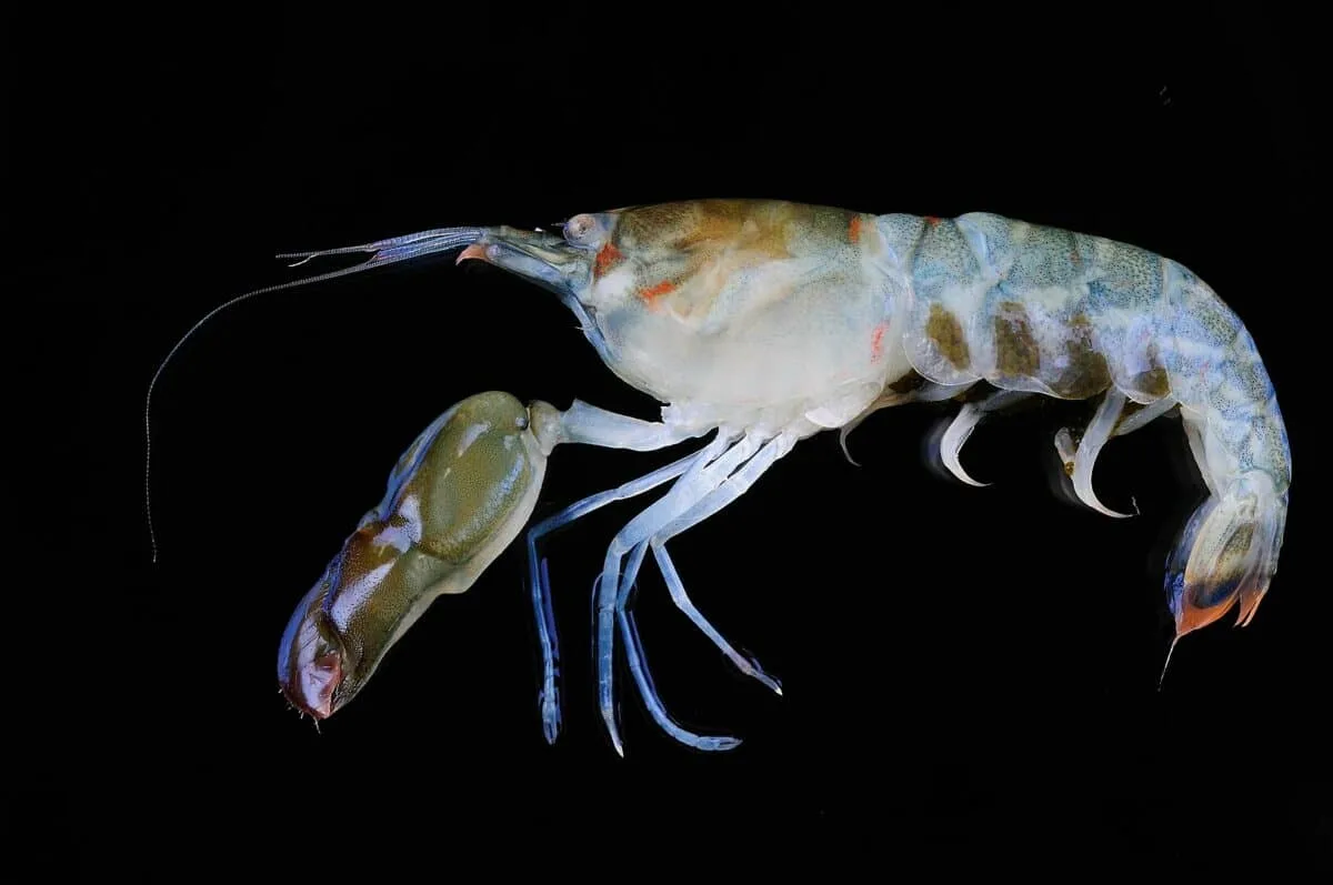 pistol shrimp