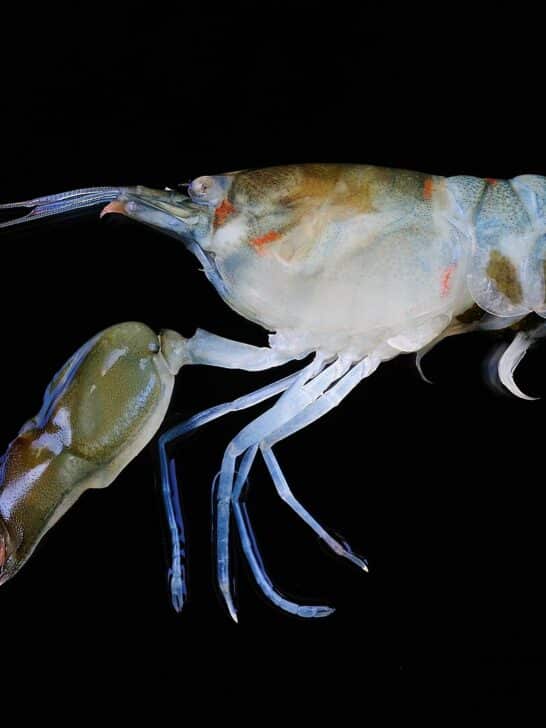8 Animals that are Hiding Mind-Blowing Superpowers