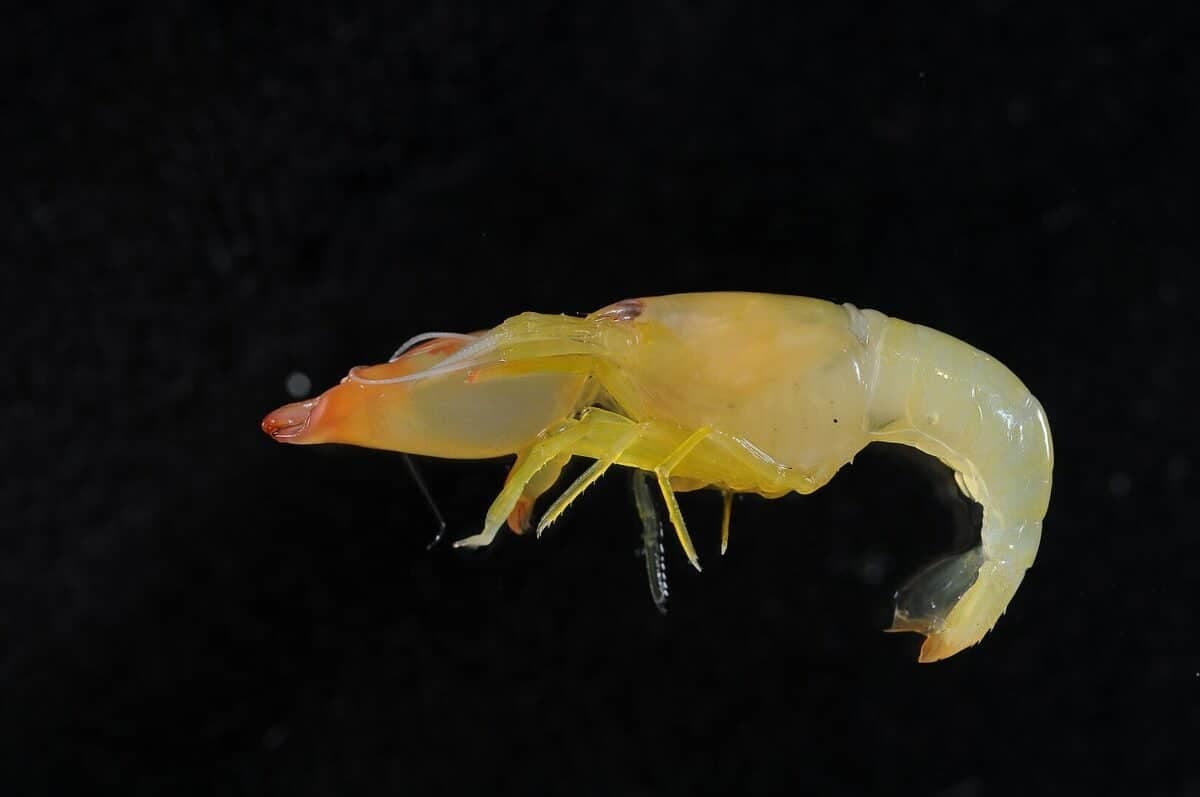 pistol shrimp