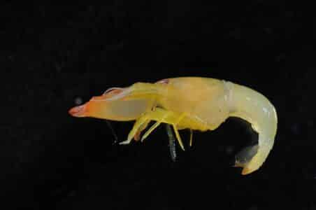 Meet the Loudest Animal in the Ocean