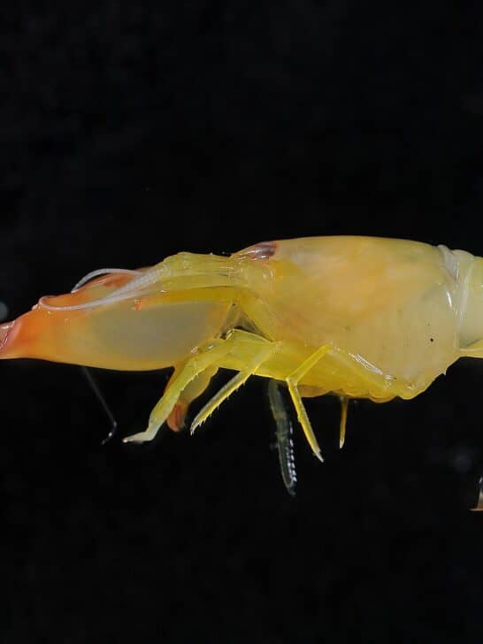 Meet the Loudest Animal in the Ocean